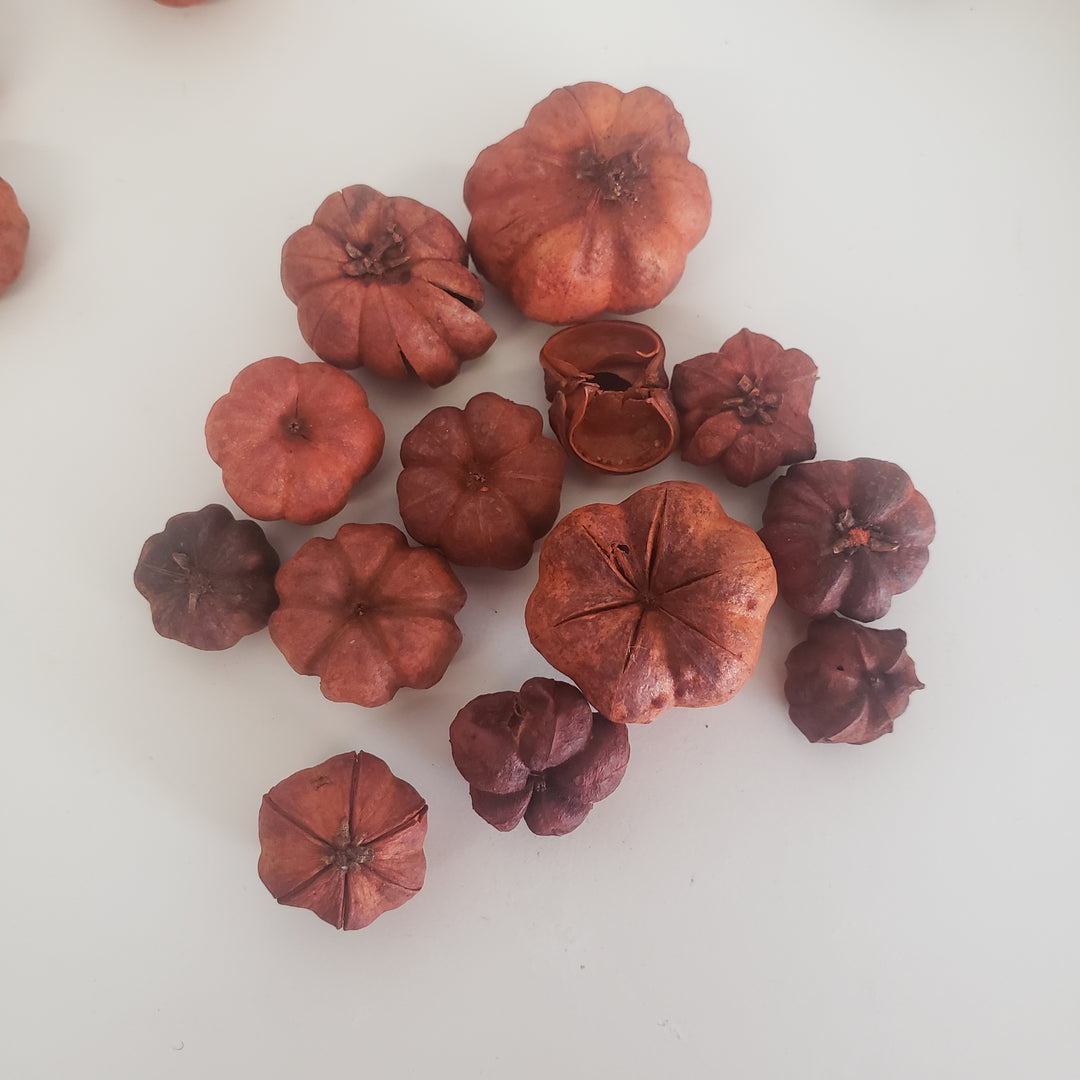 Natural Dried Putka Pod Mini Pumpkins - What's New - Dollhouse