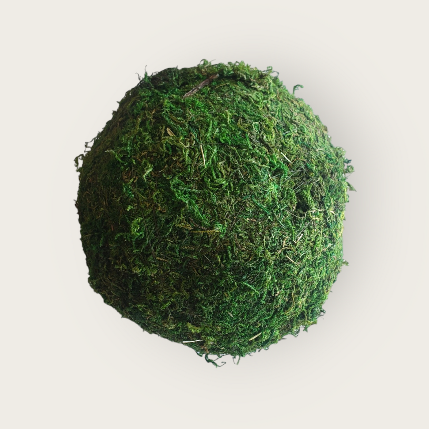 Moss Balls - 6 inch